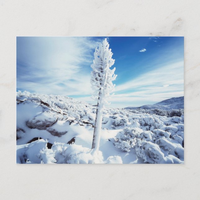 Carte Postale California, Anza Borrego Desert State Park 2 (Devant)