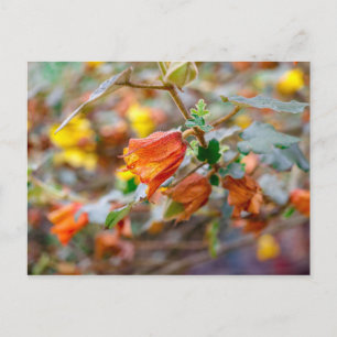 Carte Postale California Flannel Bush