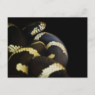 Carte postale California King Snake