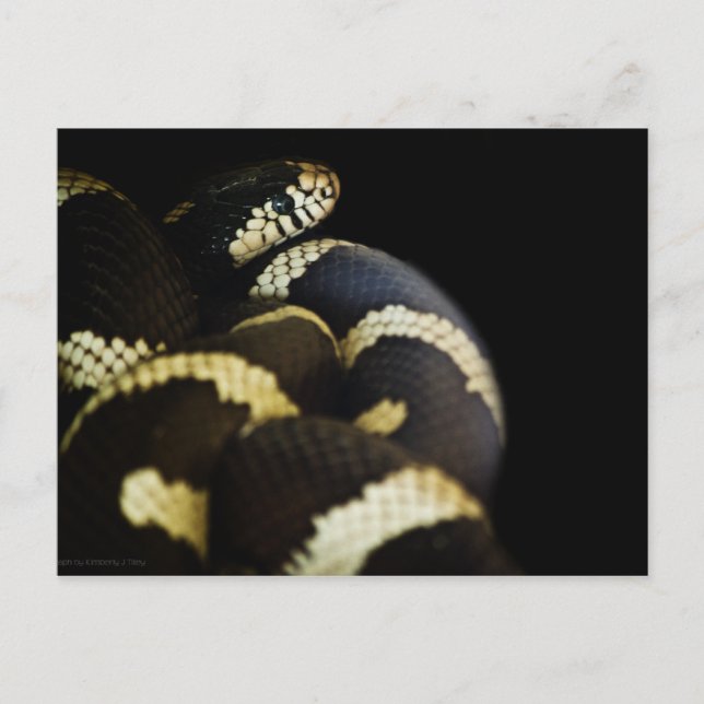 Carte postale California King Snake (Devant)