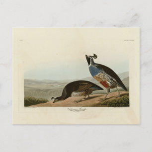 Carte Postale California Partridge - Audubon's Birds of America