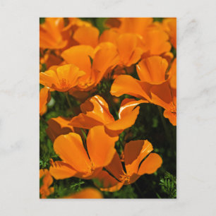 Carte postale California Poppies