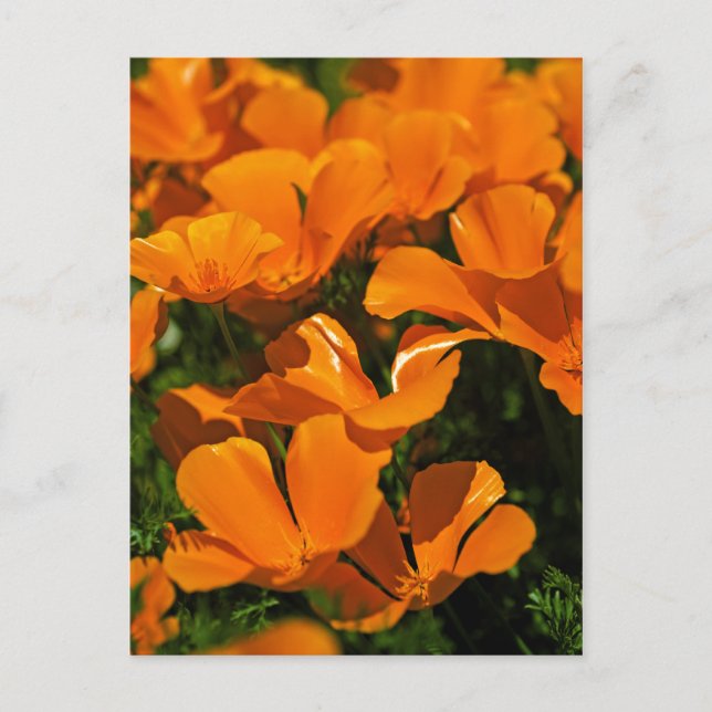 Carte postale California Poppies (Devant)