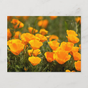 Carte Postale California poppies