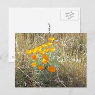 Carte postale - California Poppy