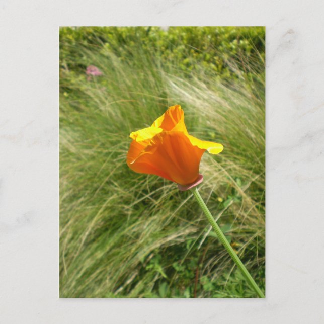 Carte postale California Poppy (Devant)