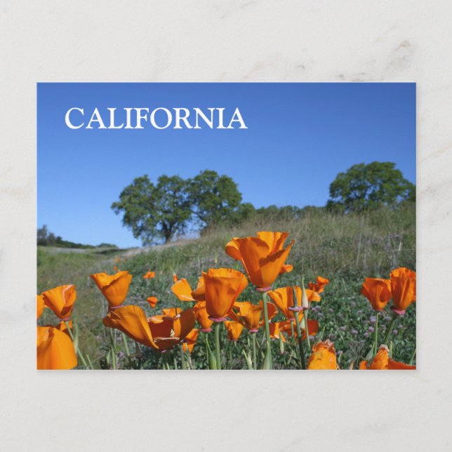 Carte postale California Poppy (Devant)