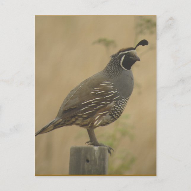 Carte postale California Quail (Devant)