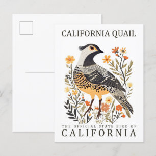 Carte Postale California Quail Bird of California USA Travel