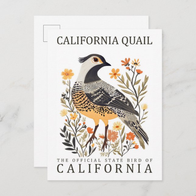 Carte Postale California Quail Bird of California USA Travel (Devant / Derrière)