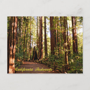 Carte postale California Redwoods