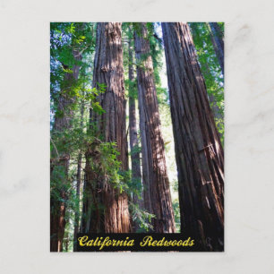 Carte postale California Redwoods