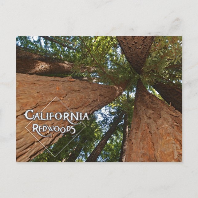 Carte Postale California Redwoods - Big Trees Postcard (Devant)