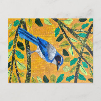 Carte Postale California Scrub Jay