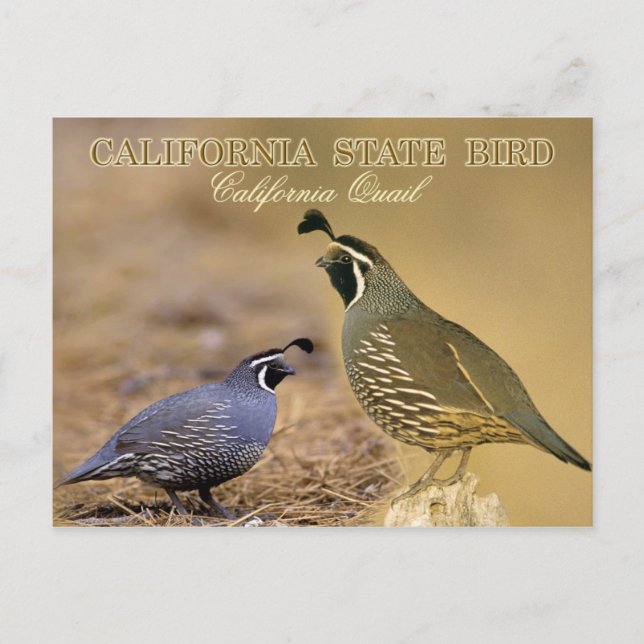 Carte Postale California State Bird - Californie Quail (Devant)