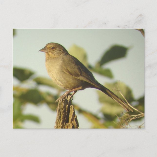 Carte postale California Towhee (Devant)