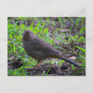 Carte Postale California Towhee