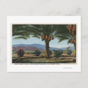Carte Postale CaliforniaDates Growing in the Coachella
