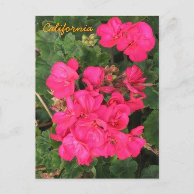 Carte Postale Californie (Devant)