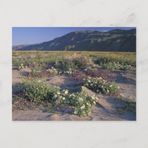 Carte Postale Californie, Anza-Borrego Desert SP, Sable