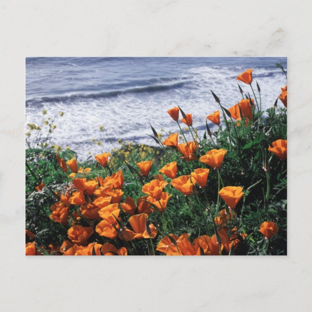 Carte Postale Californie, Big Sur Coast, Californie Poppy (Devant)