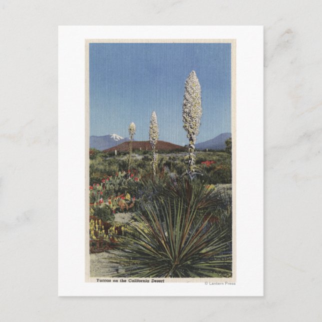 Carte Postale Californie Cactus du Yucca en fleurs dans le déser (Devant)