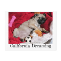 Californie Dreaming Peanut le Carlin