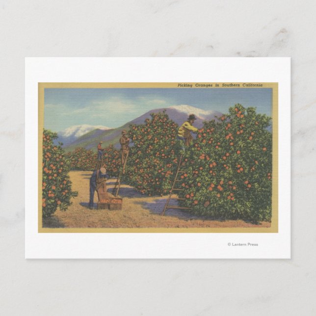 Carte Postale Californie du Sud - cueillette d'oranges (Devant)