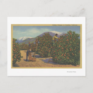Carte Postale Californie du Sud - cueillette d'oranges