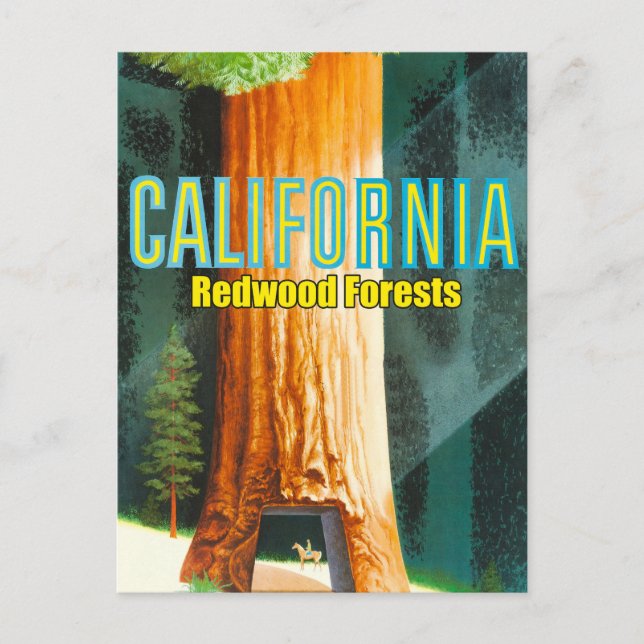 Carte Postale Californie, forêt de séquoias, Grand Arbre, Séquoi (Devant)