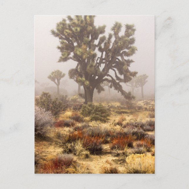 Carte Postale Californie : Monument national de Joshua Tree, (Devant)