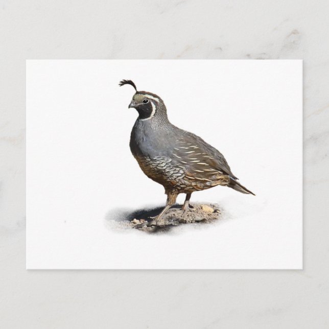 CARTE POSTALE CALIFORNIE QUAIL (Devant)