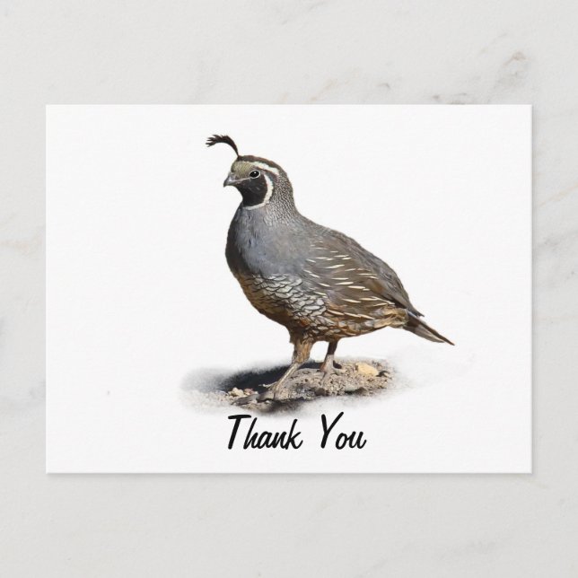 CARTE POSTALE CALIFORNIE QUAIL - MERCI (Devant)