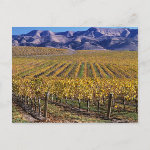 Carte Postale Californie, San Luis Obispo Comté, Edna Valley