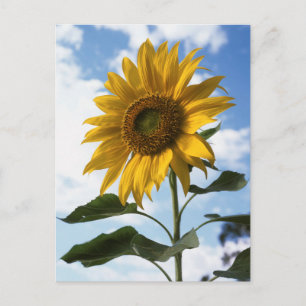 Carte Postale Californie, un tournesol géant (Helianthus) 4