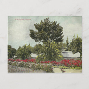 Carte Postale Californie vintage