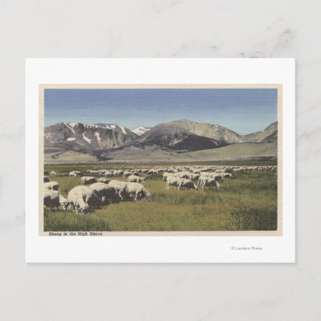 Carte Postale CaliforniePâturage des moutons dans la Haute Sierr (Devant)