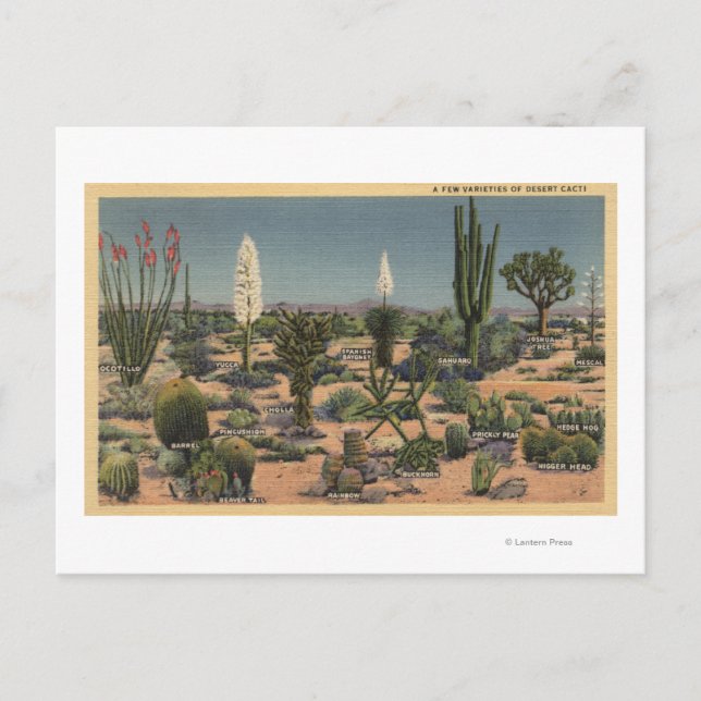 Carte Postale CalifornieVariétés de cactus du désert (Devant)