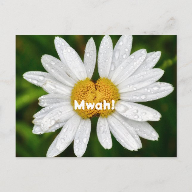 Carte Postale Câlins de daisy pour la Saint-Valentin  (Devant)