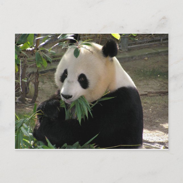 Carte Postale Câlins de Panda (Devant)