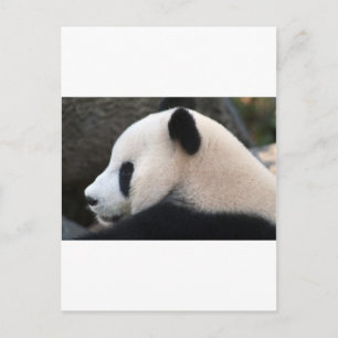 Carte Postale Câlins de Panda