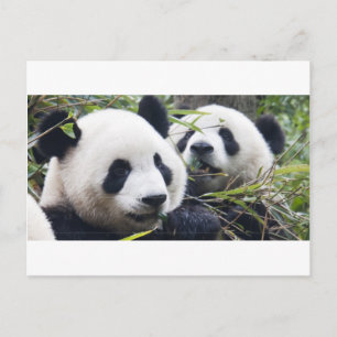 Carte Postale Câlins de Panda