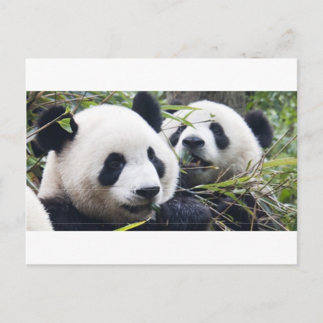 Carte Postale Câlins de Panda (Devant)
