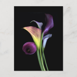 Carte Postale Calla Lilies Postcards
