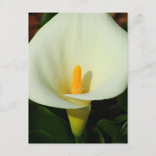 Carte Postale Calla Lilly