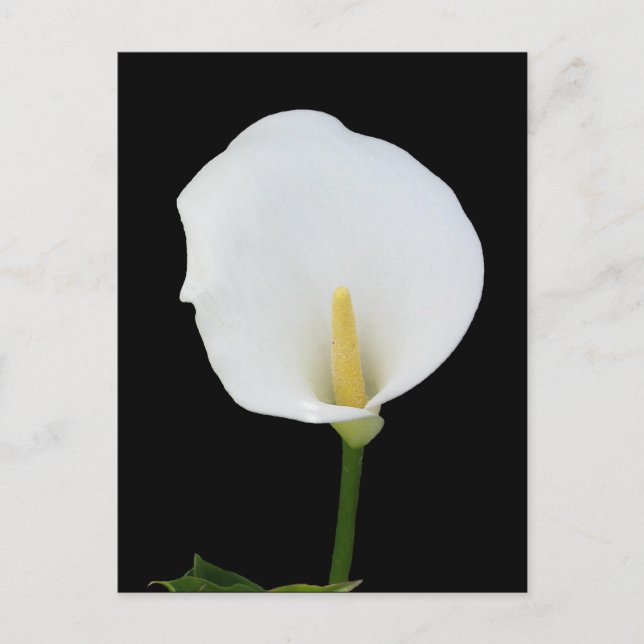 Carte postale Calla Lily (Devant)