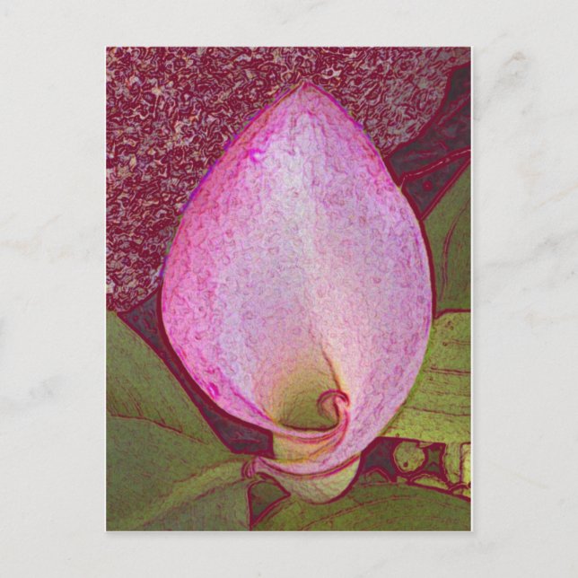Carte Postale Calla Lily (Devant)