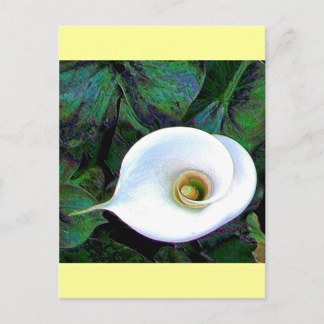 Carte Postale Calla Lily 2011 (Devant)