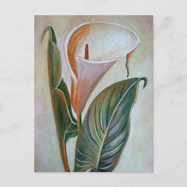 Carte Postale Calla Lily Beau Art Botanique (Devant)