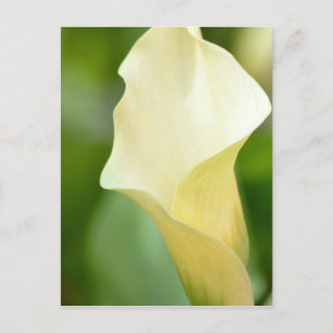 Carte Postale Calla Lily du printemps blanc